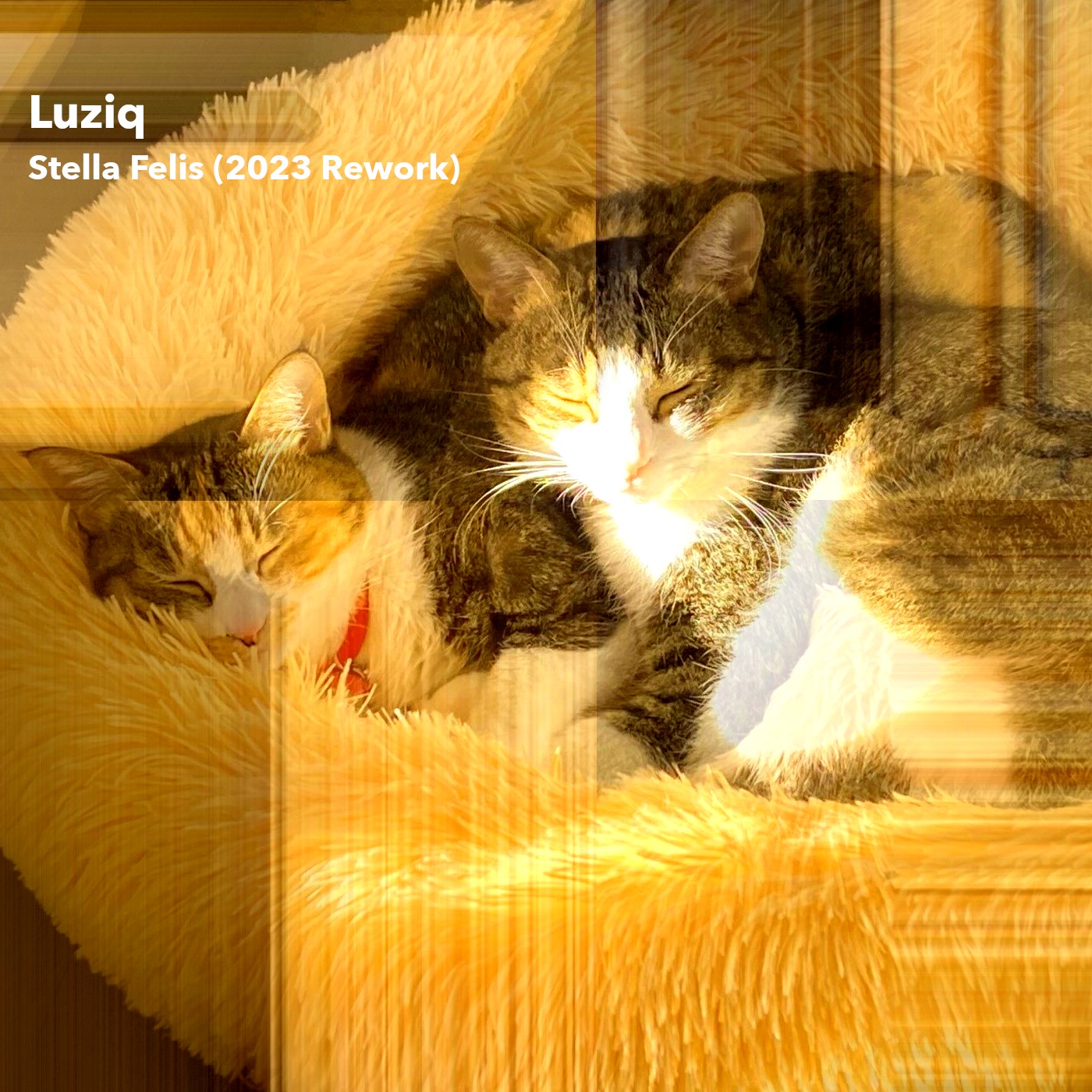 LuziqUTCのプロフィール画像